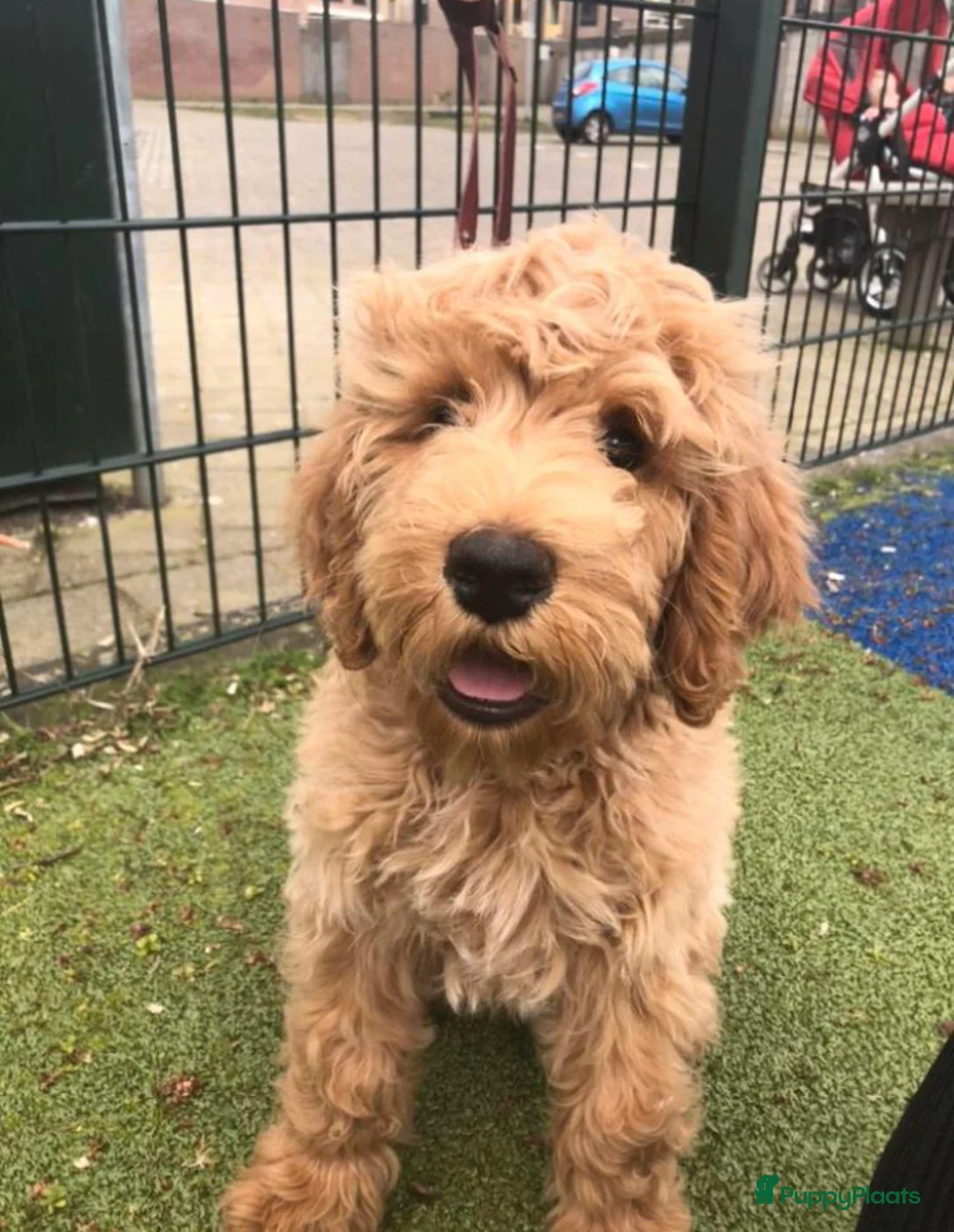 Labradoodle honden ter dekking: KNAPPE AUSTRALIAN LABRADOODLE DEKREU PUK in Breda - Advertentie 15