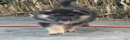Kruising honden te koop: Gerberian shepsky’s pups - Advertentie 2