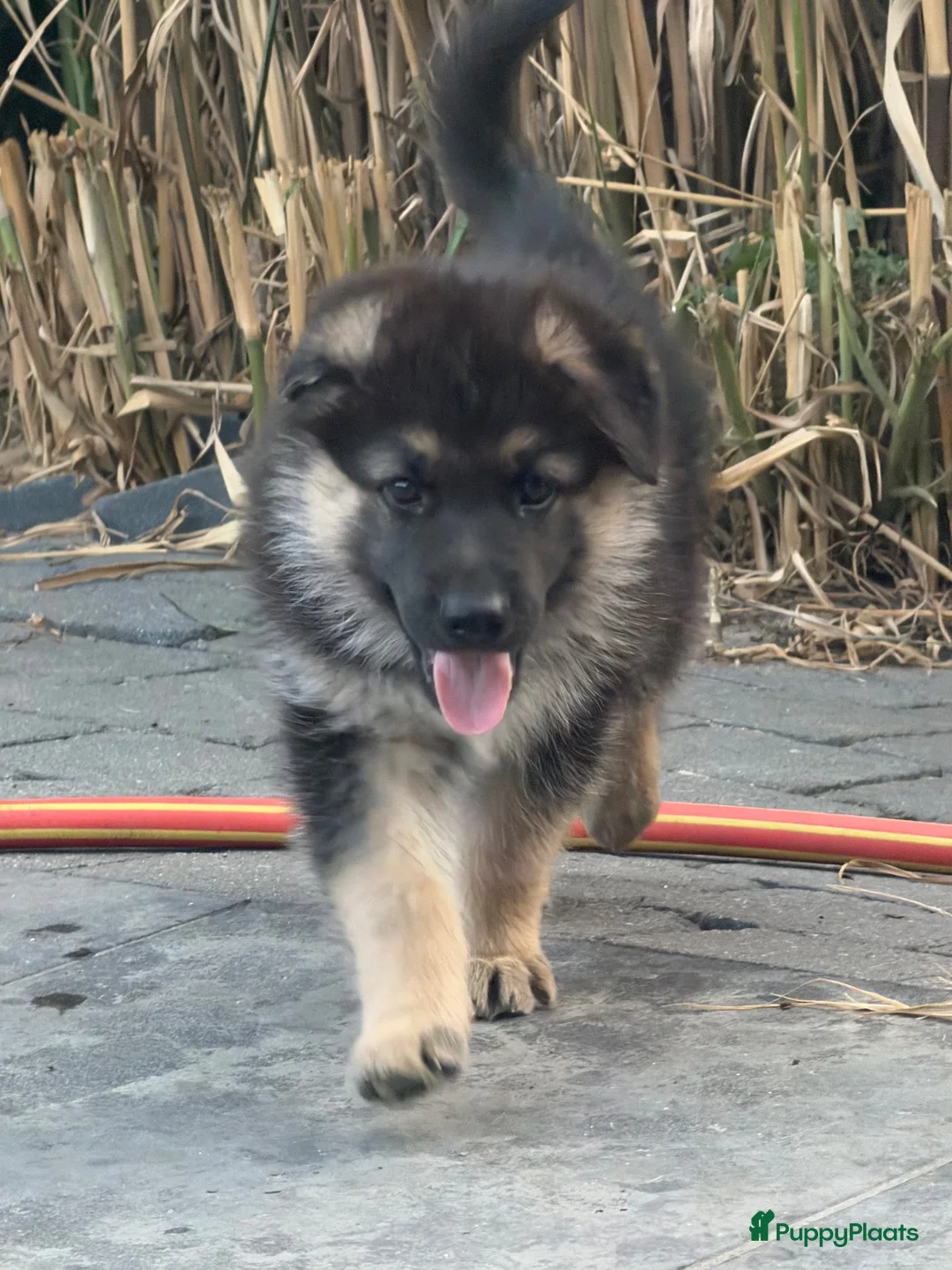 Kruising honden te koop: Gerberian shepsky’s pups - Advertentie 2