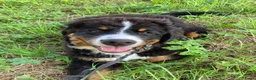 Berner Sennenhond honden te koop: Benzo in Kruisland - Advertentie 1