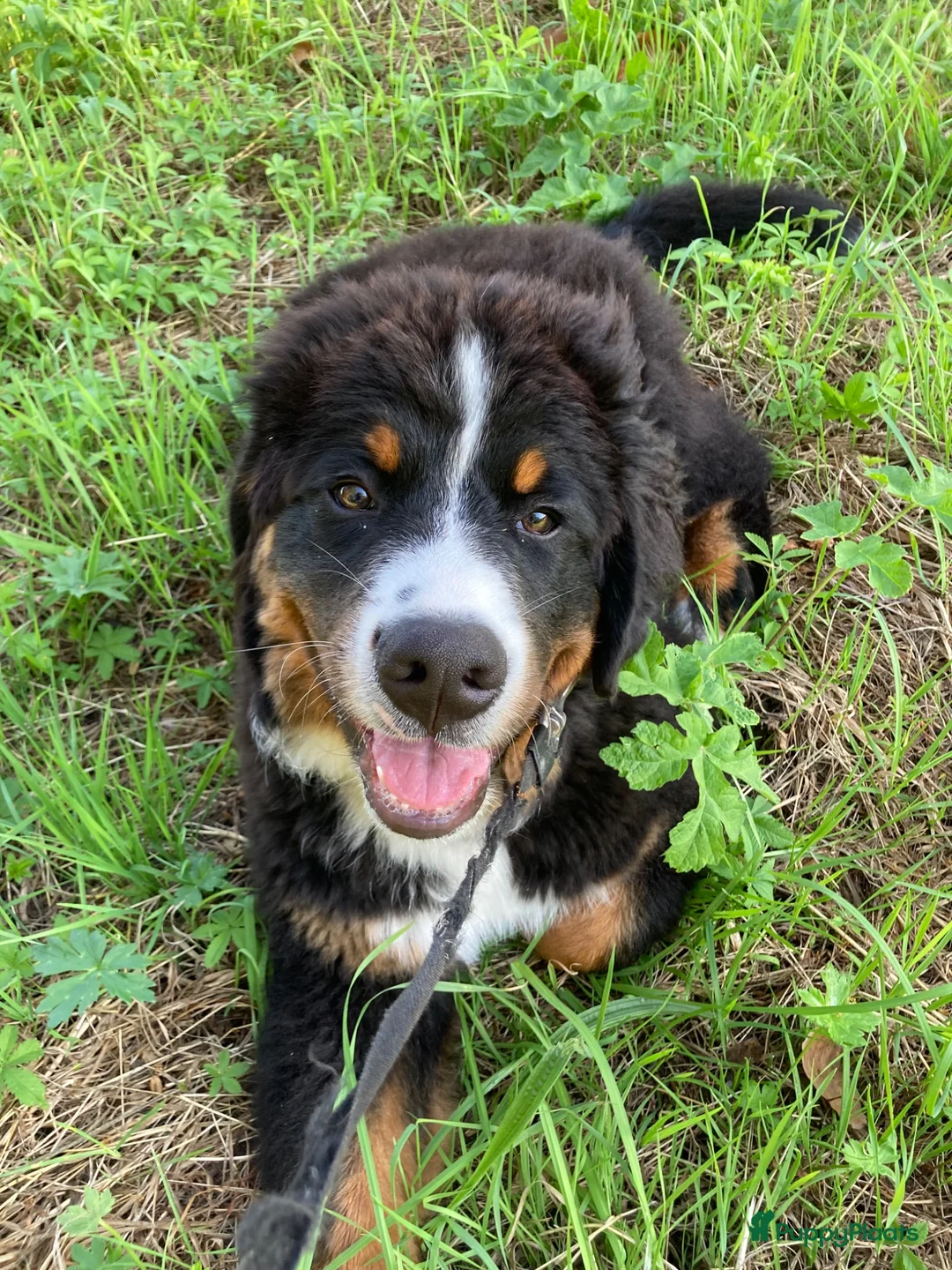 Berner Sennenhond honden te koop: Benzo in Kruisland - Advertentie 1