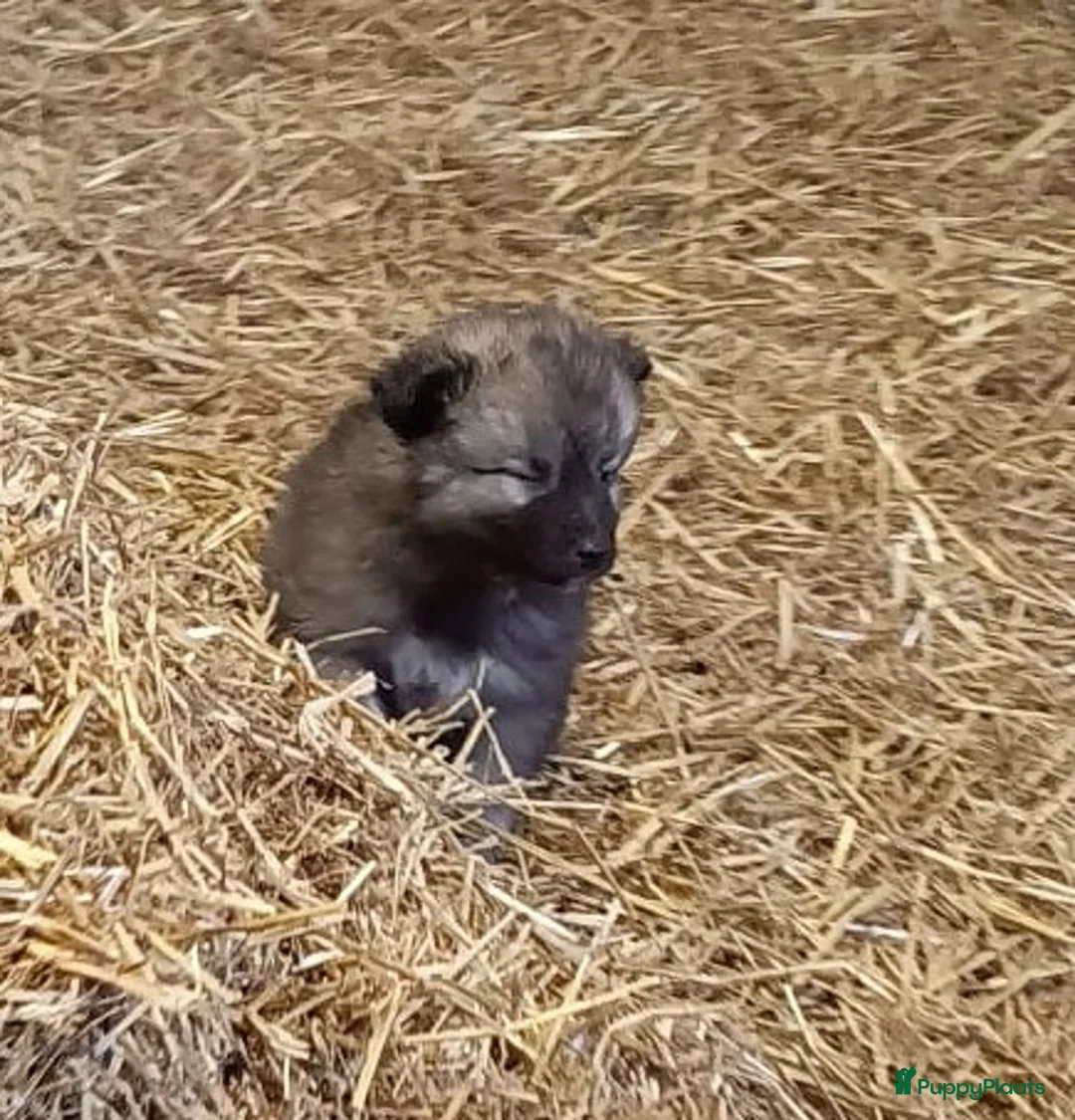 Keeshond honden te koop: Keeshond wolfsgrauw. Grijs. Blauw. - Advertentie 11