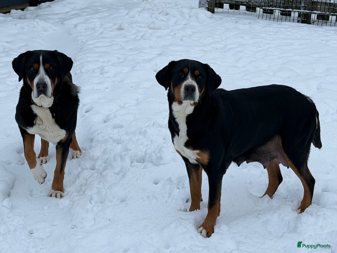 Grote Zwitserse Sennenhond honden te koop: Mooie Grote Zwitserse Sennen pups van onze Suus - Advertentie 7