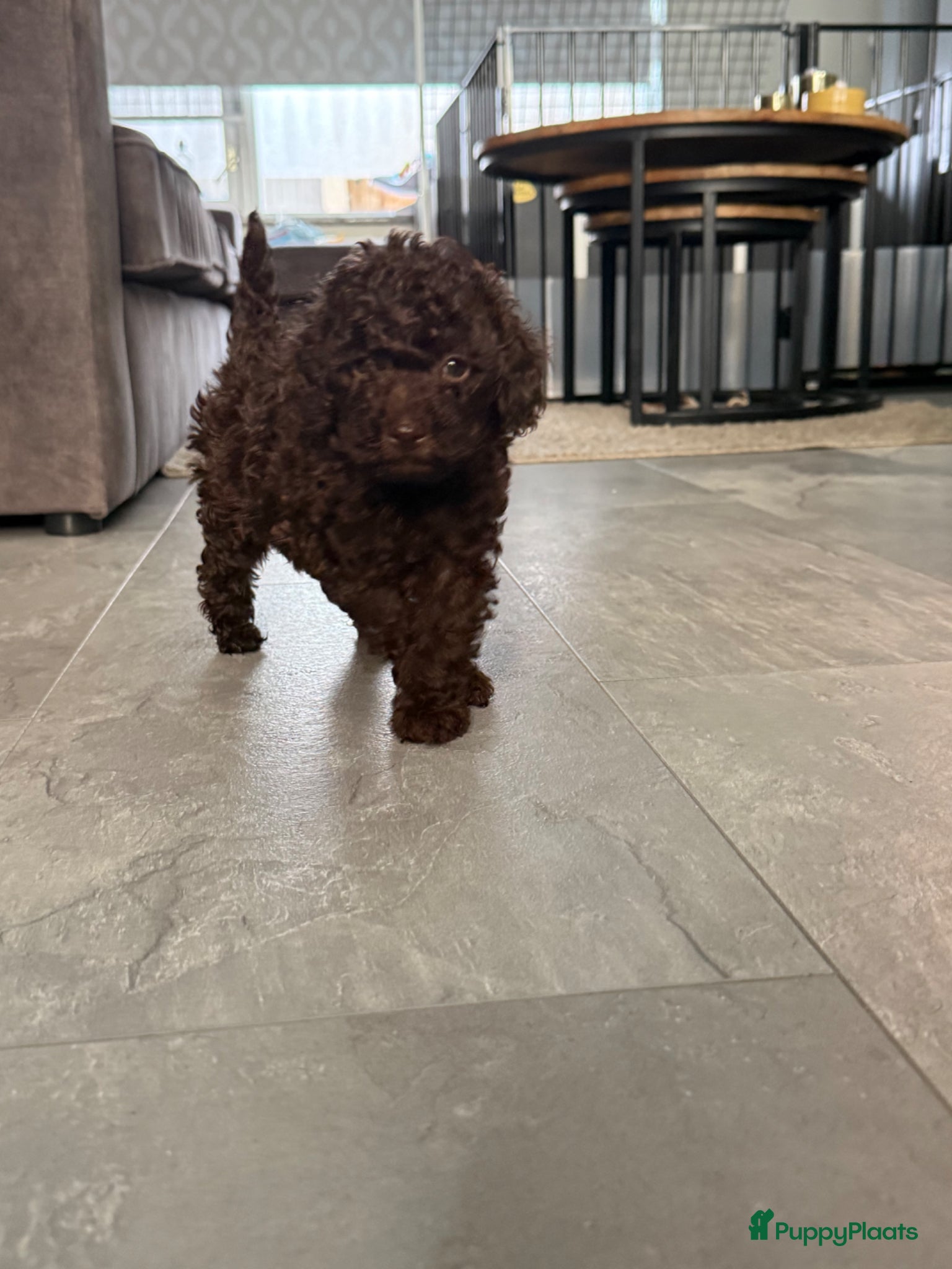 Kruising honden 2 prachtige Toy / dwerg reutjes zoeken een huisje - Advertentie 2