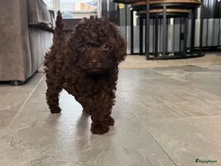 Kruising honden 2 prachtige Toy / dwerg reutjes zoeken een huisje - Advertentie 2