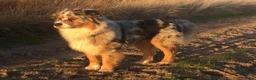 Kruising honden te koop:  Australian Shepherd (75%) x Bordercollie (25%) - Advertentie 21