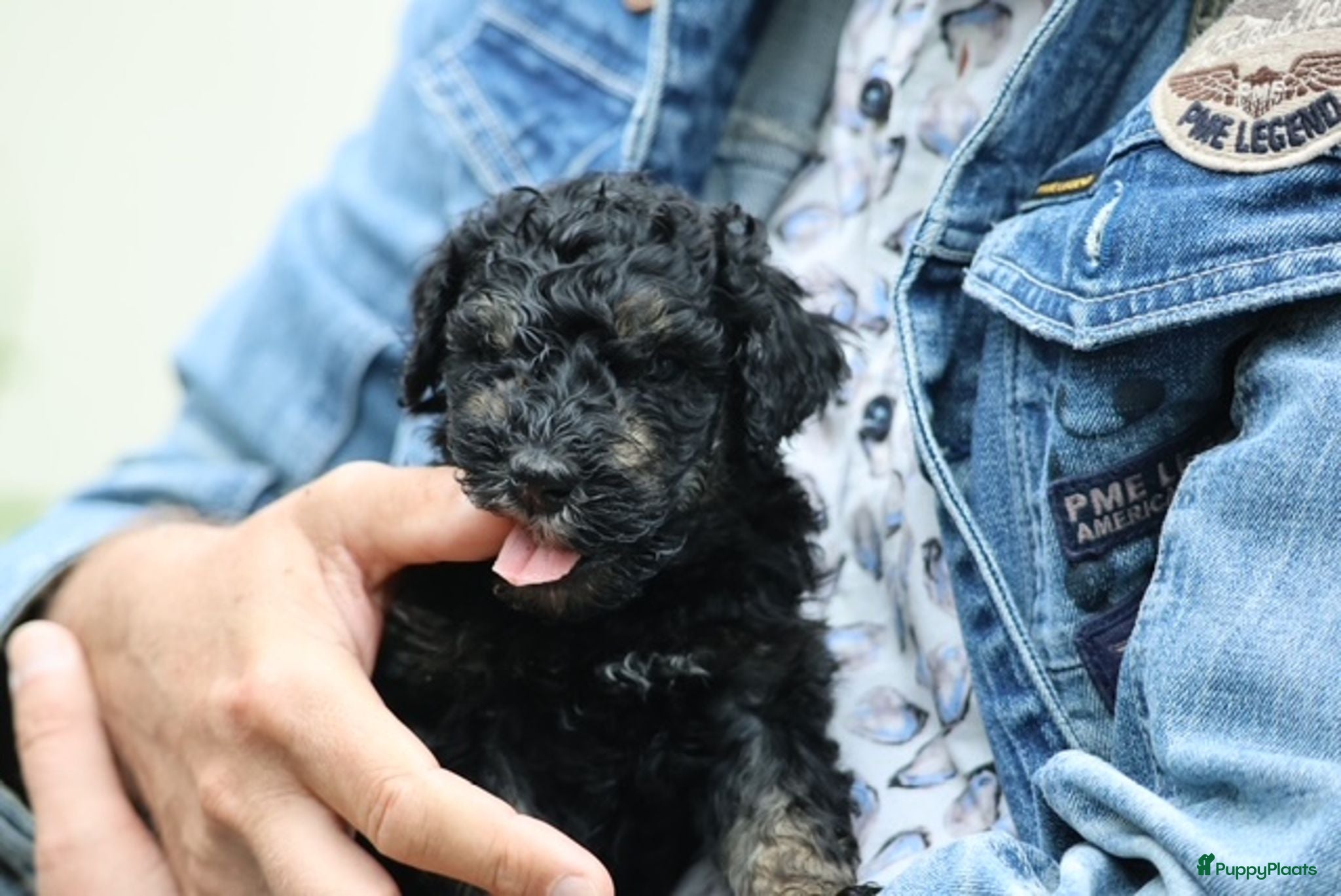 Australian Labradoodle honden 3 Aussi Labradoodle Pups, incl. karakter test   - Advertentie 2