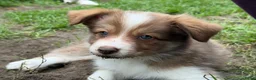 Border Collie honden te koop: Border collie pups met FCI stamboom - Advertentie 5