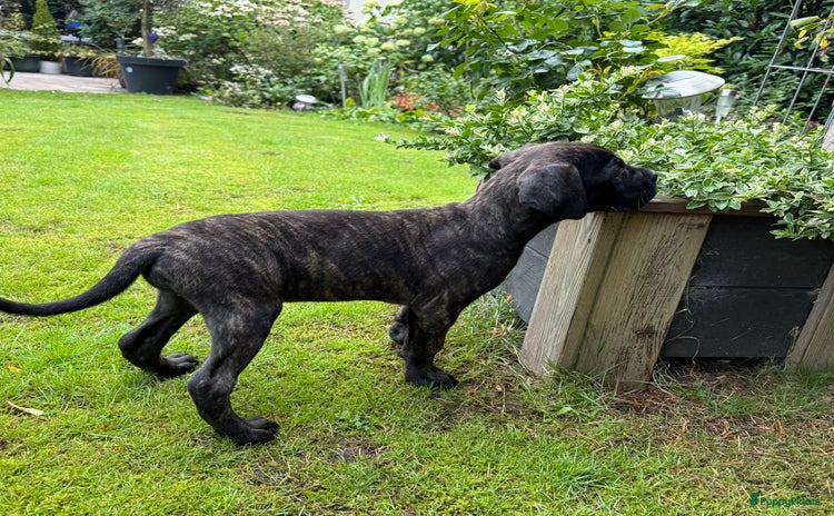 Cane Corso honden - Advertentie 7