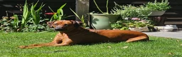 Rhodesian Ridgeback honden te koop: Rhodesian Ridgeback pups verwacht kennel Majaliwa  - Advertentie 2