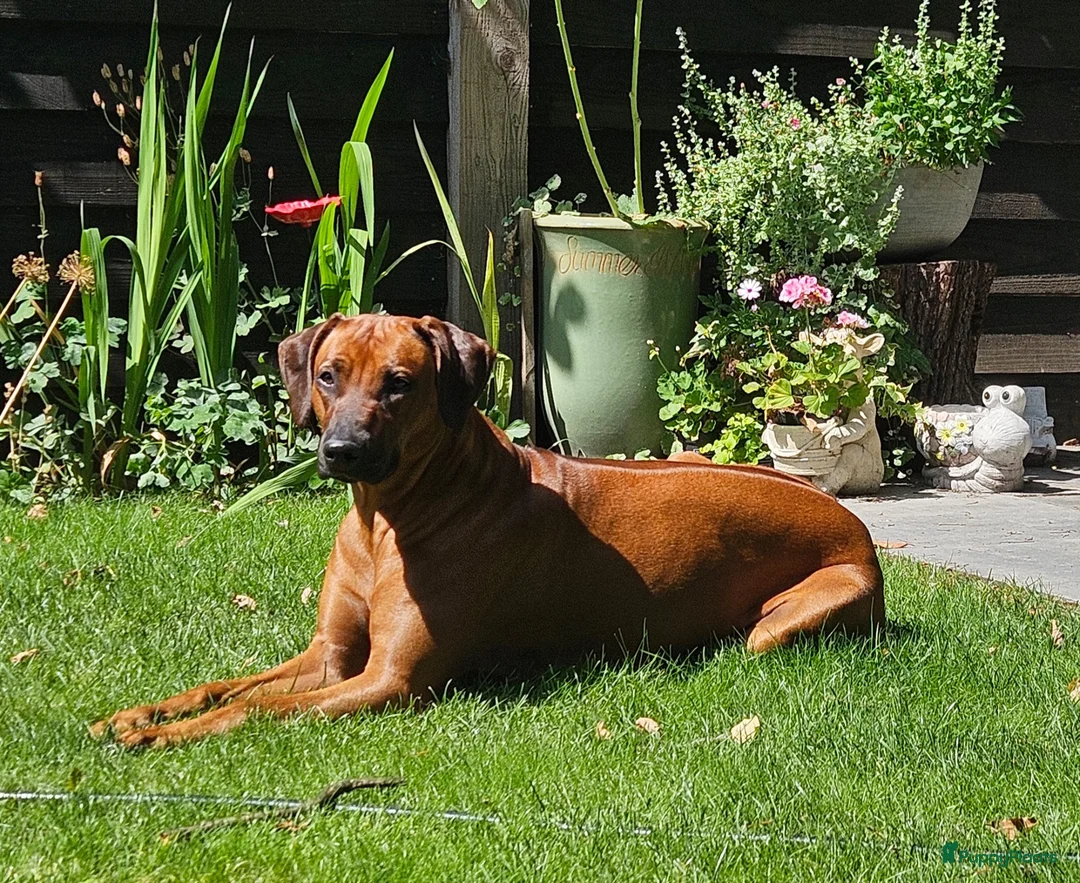Rhodesian Ridgeback honden te koop: Rhodesian Ridgeback pups verwacht kennel Majaliwa  - Advertentie 2