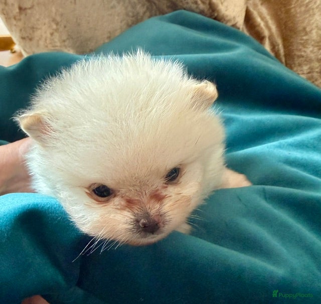 Pomeriaan honden Pomeriaan puppy's - Advertentie 1