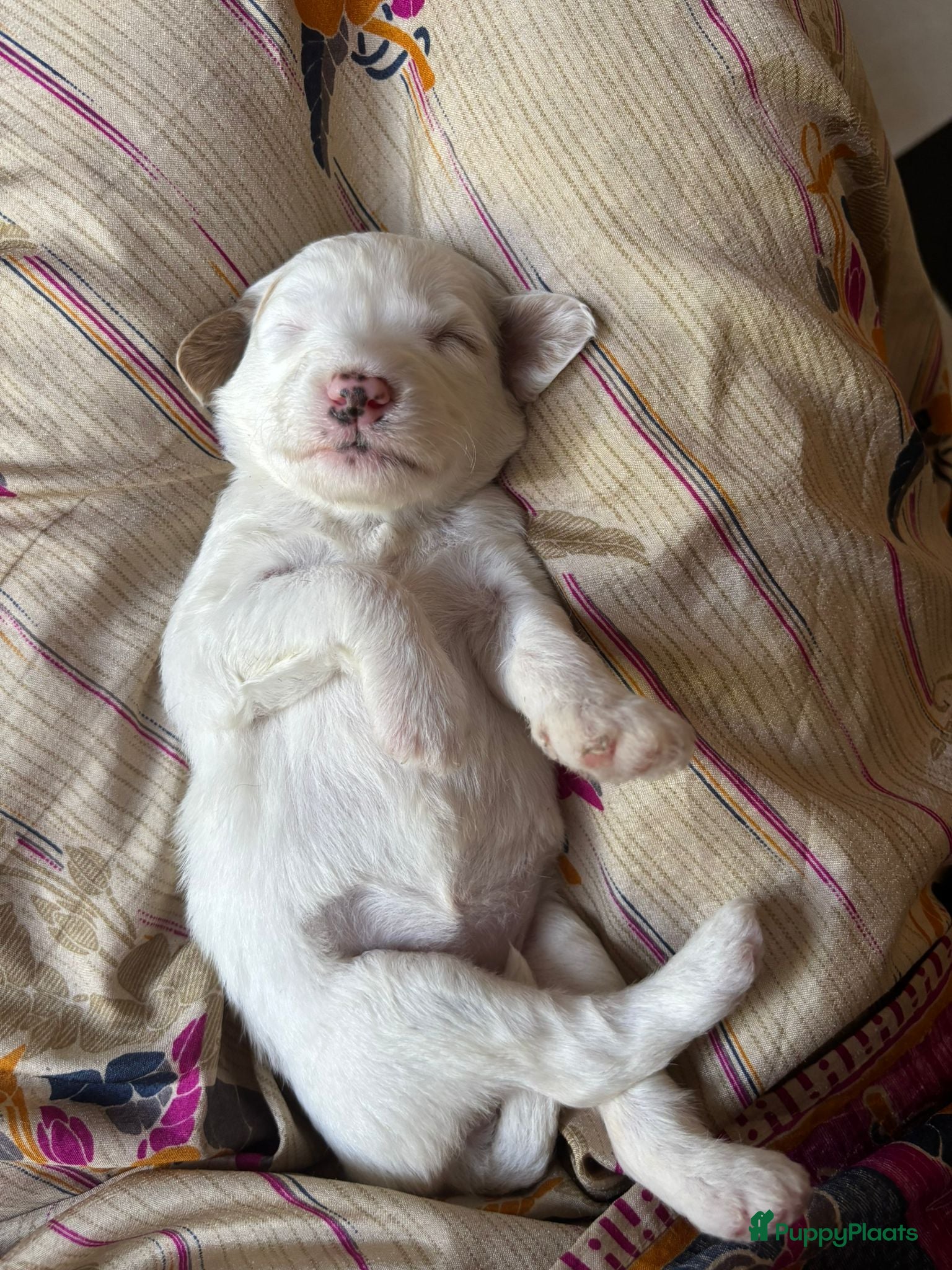 Labradoodle honden Labradoodle / 'Dubbel Doodle' pups geboren! - Advertentie 2