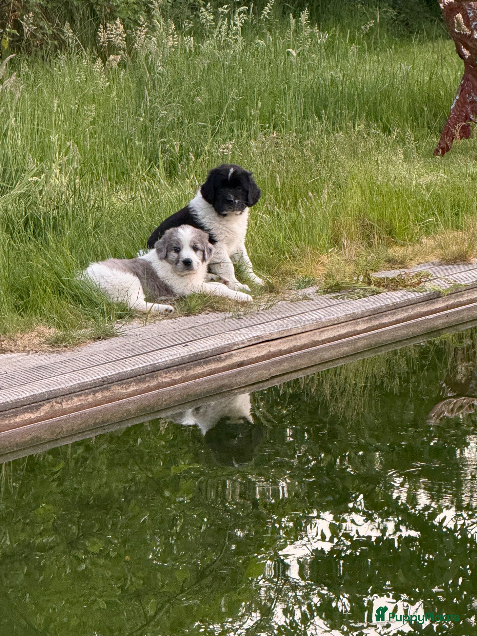 Kruising honden Mega lieve Landseer X Tatra/Aussie/Leonberg pups - Advertentie 1