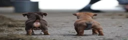 Jack Russel Terriër honden te koop: Stoere Jack Russel pups beschikbaar - Advertentie 16