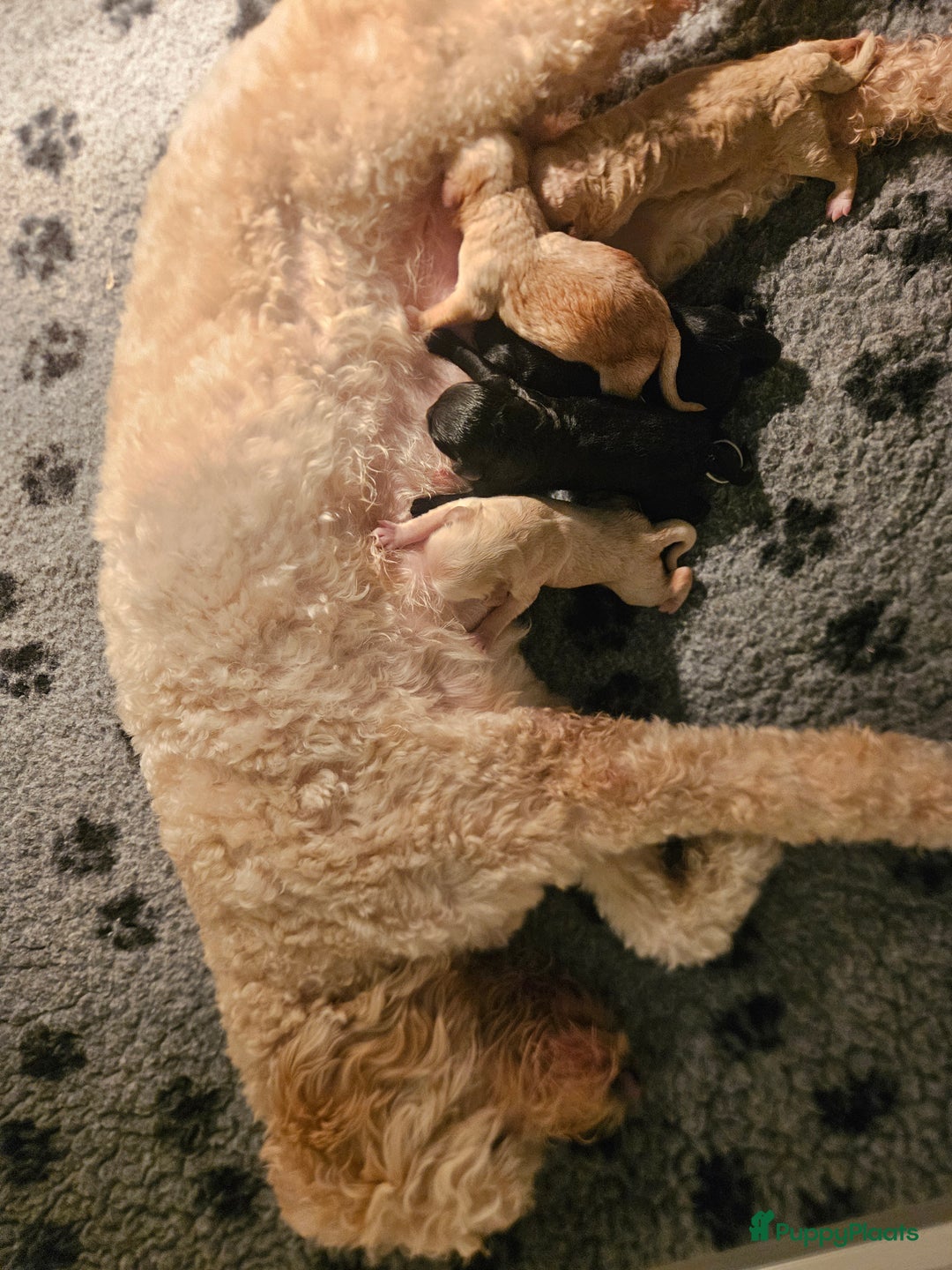 Labradoodle honden te koop: Prachtige labradoodle pups te koop  - Advertentie 3