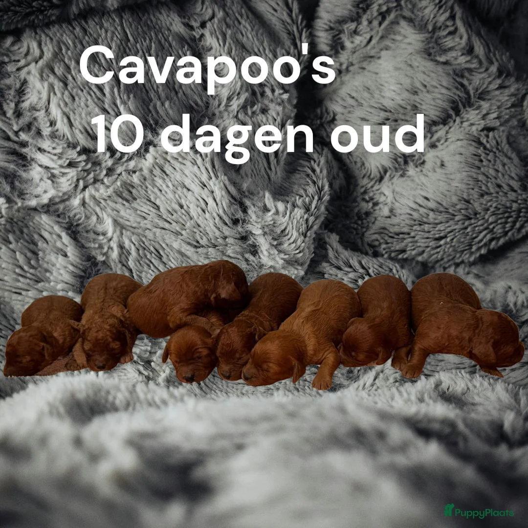 Cavapoo honden te koop: Prachtige Cavapoo pups beschikbaar  - Advertentie 20
