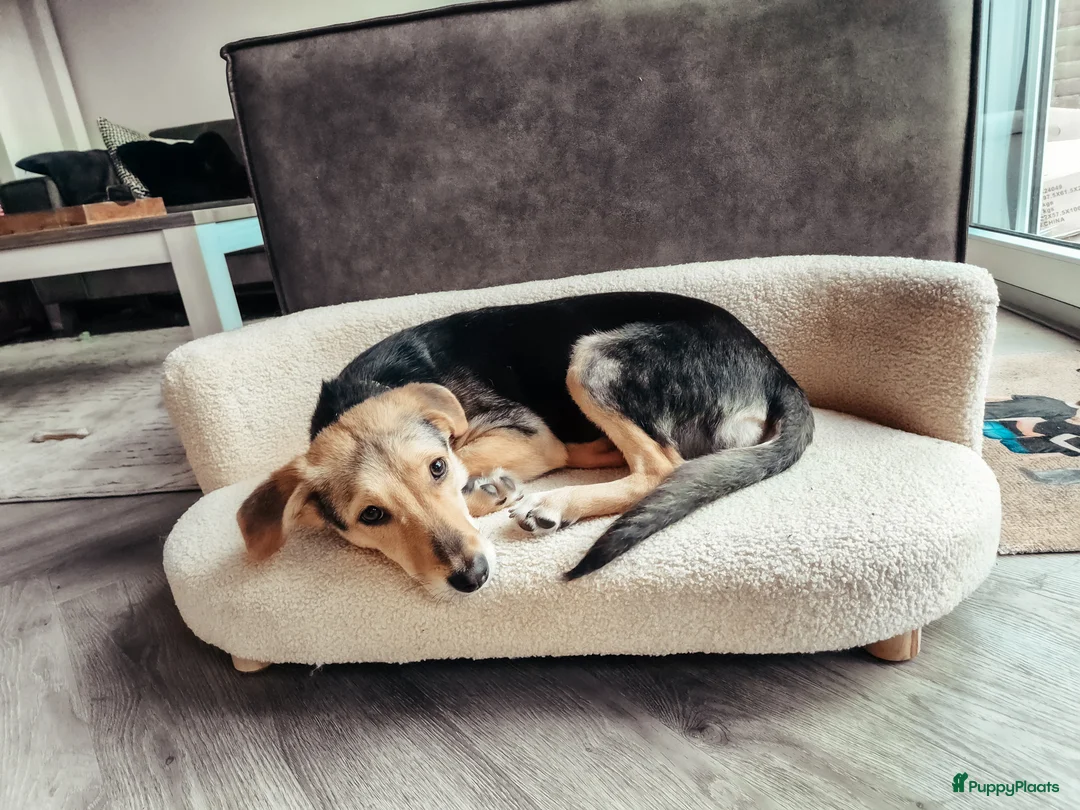 Kruising honden te koop: Lola zoekt nieuw huisje - Advertentie 1