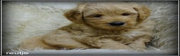 Labradoodle honden te koop: Labradoodle medium pups - Advertentie 1