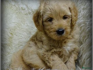 Labradoodle honden Labradoodle medium pups - Advertentie 2