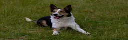 Border Collie honden te koop: Mooie, lieve en gesocialiseerde border collie - Advertentie 28