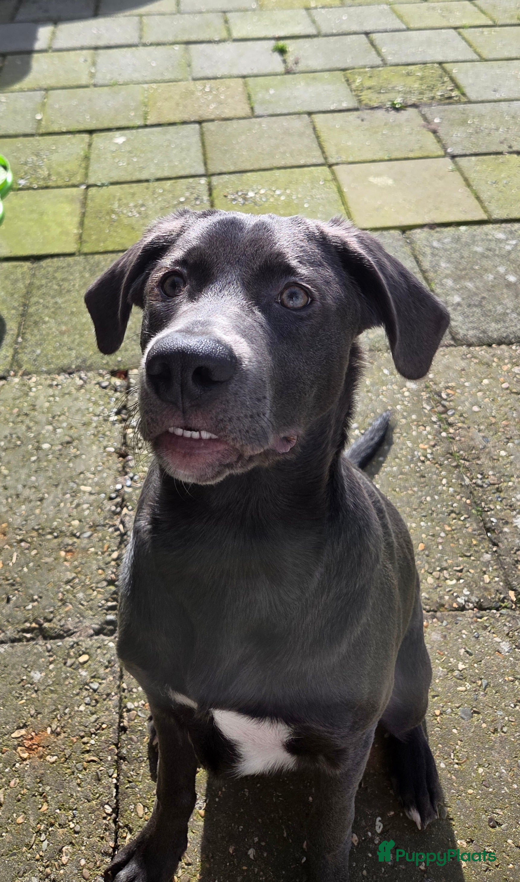 Kruising honden SPOED!!!!! GOUDEN MANDJE GEZOCHT VOOR MACK!!!!  - Advertentie 1