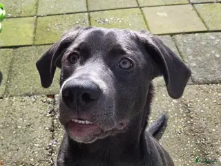 Kruising honden SPOED!!!!! GOUDEN MANDJE GEZOCHT VOOR MACK!!!! - Advertentie 1