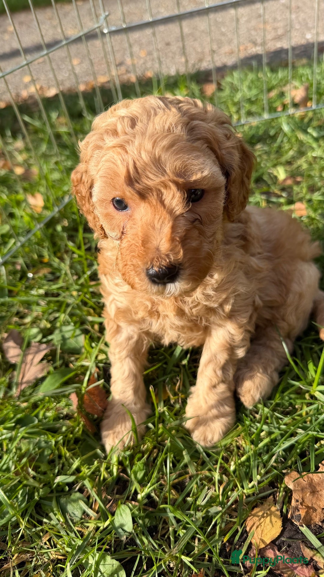 Labradoodle honden Nog 2 mooie reutjes zoeken een gouden mandje - Advertentie 3