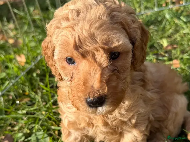 Labradoodle honden Nog 2 mooie reutjes zoeken een gouden mandje - Advertentie 3