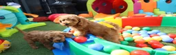 Kruising honden te koop: Prachtig mini Australian labradoodle pupjes - Advertentie 12