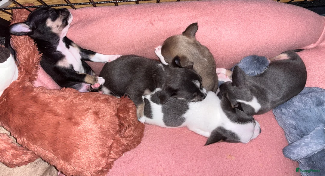 Chihuahua honden te koop: Lieve Chihuahua pups zoeken hun gouden mandje 🐾 - Advertentie 1