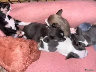 Chihuahua honden Lieve Chihuahua pups zoeken hun gouden mandje 🐾 - Advertentie 1