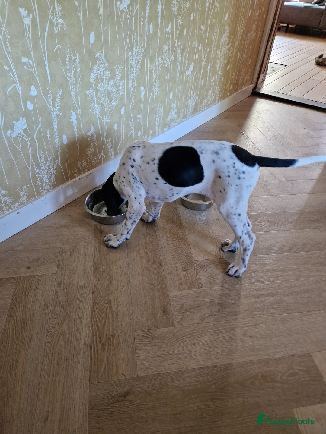 Duitse Staande Hond Korthaar honden te koop: Zindelijke DSK pups met stamboom  in Gelselaar - Afbeelding 10