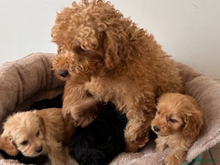 Cavapoo honden Cavapoo teefjes 2 zwart zeldzaam x cavallier toy - Advertentie 4