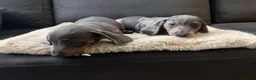 Teckel (korthaar)  honden te koop: Dwerg Teckel Pups. - Advertentie 15