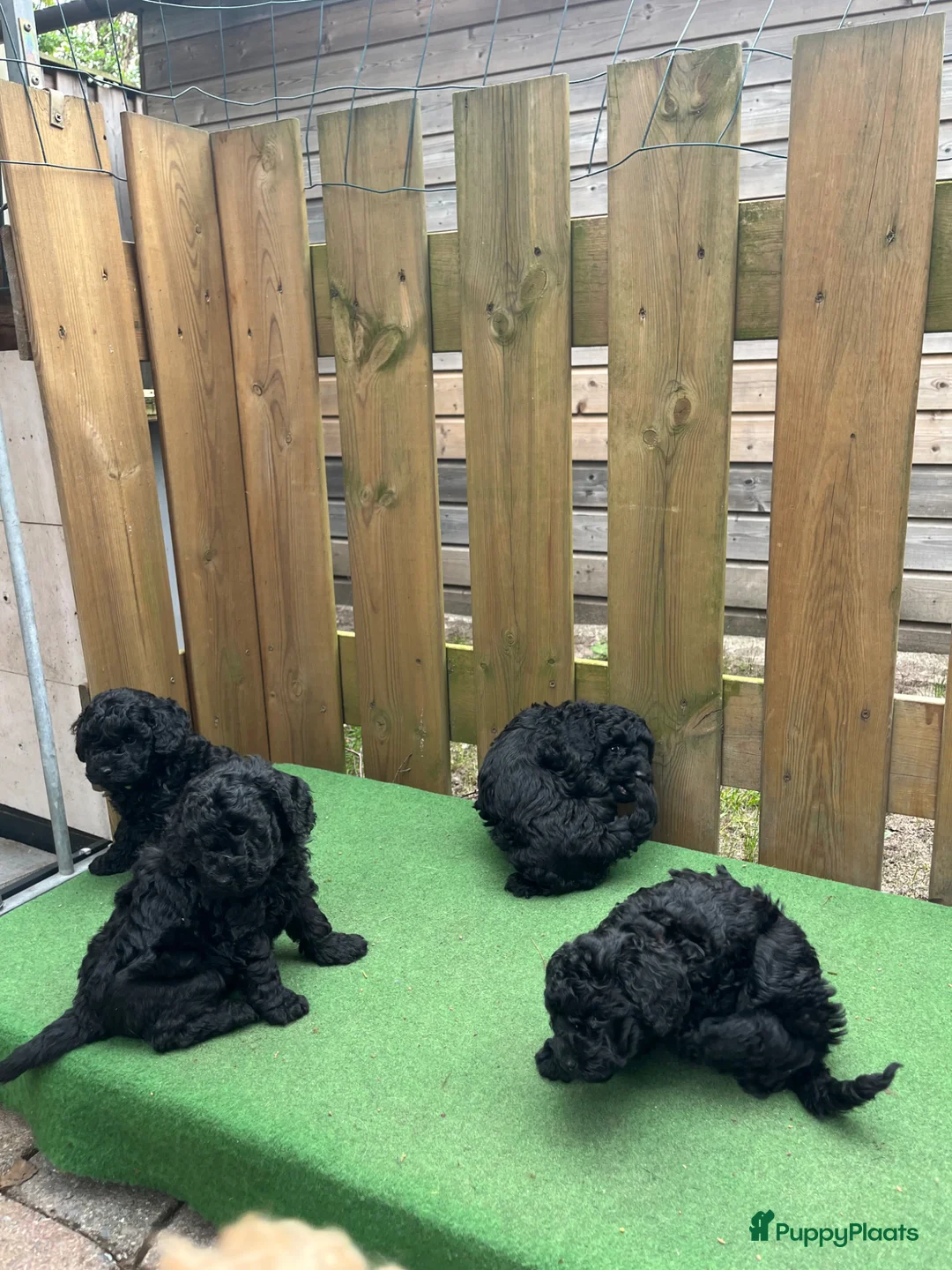 Maltipoo honden te koop: Maltipoo  - Advertentie 16