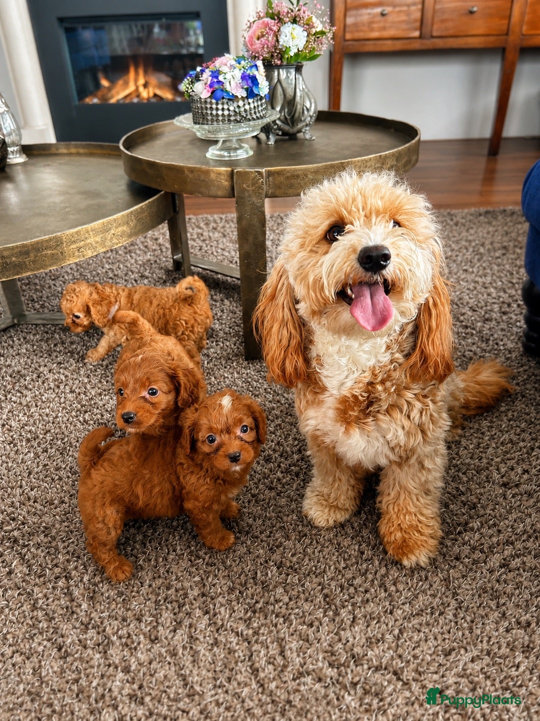 Maltipoo honden Maltipoo puppy’s 🤍 - Advertentie 1