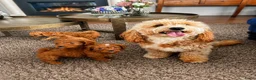 Maltipoo honden te koop: Maltipoo puppy’s 🤍 - Advertentie 1