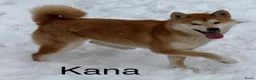 Shiba honden te koop: Bijzondere Shiba inu puppies - Advertentie 9