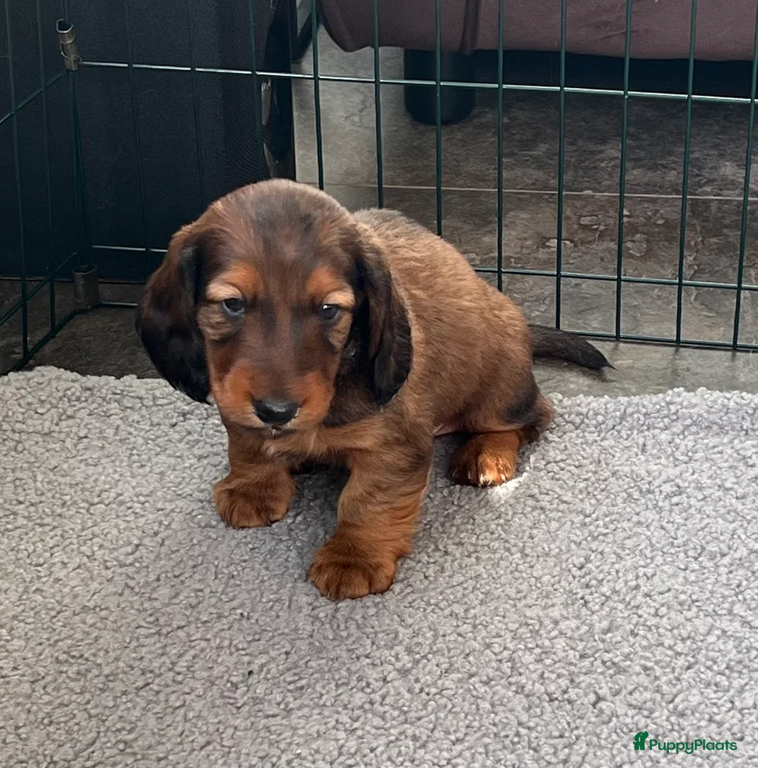 Teckel (langhaar) honden te koop: Standaard langhaar teckel pups - Advertentie 9