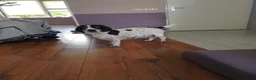 Kruising honden te koop: Een Onverwacht Sprookje 💝😊 - Advertentie 13