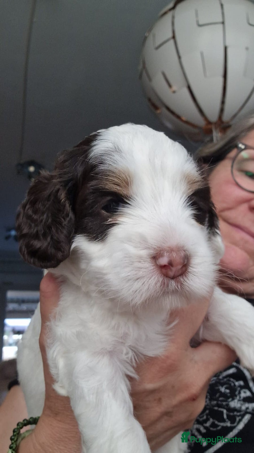 Australian Labradoodle honden te koop: Reutje met officiële stamboom uit geteste ouders  - Afbeelding 9