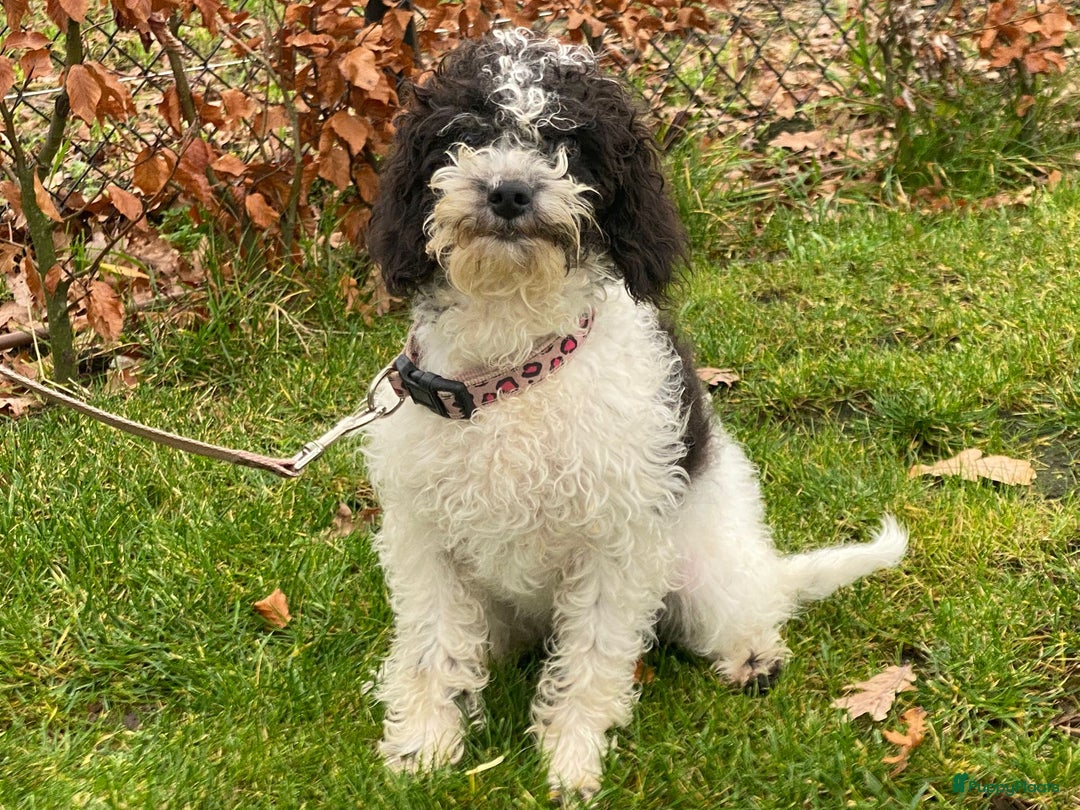 Maltipoo honden te koop: Leuk maltipoo teefje  - Advertentie 4