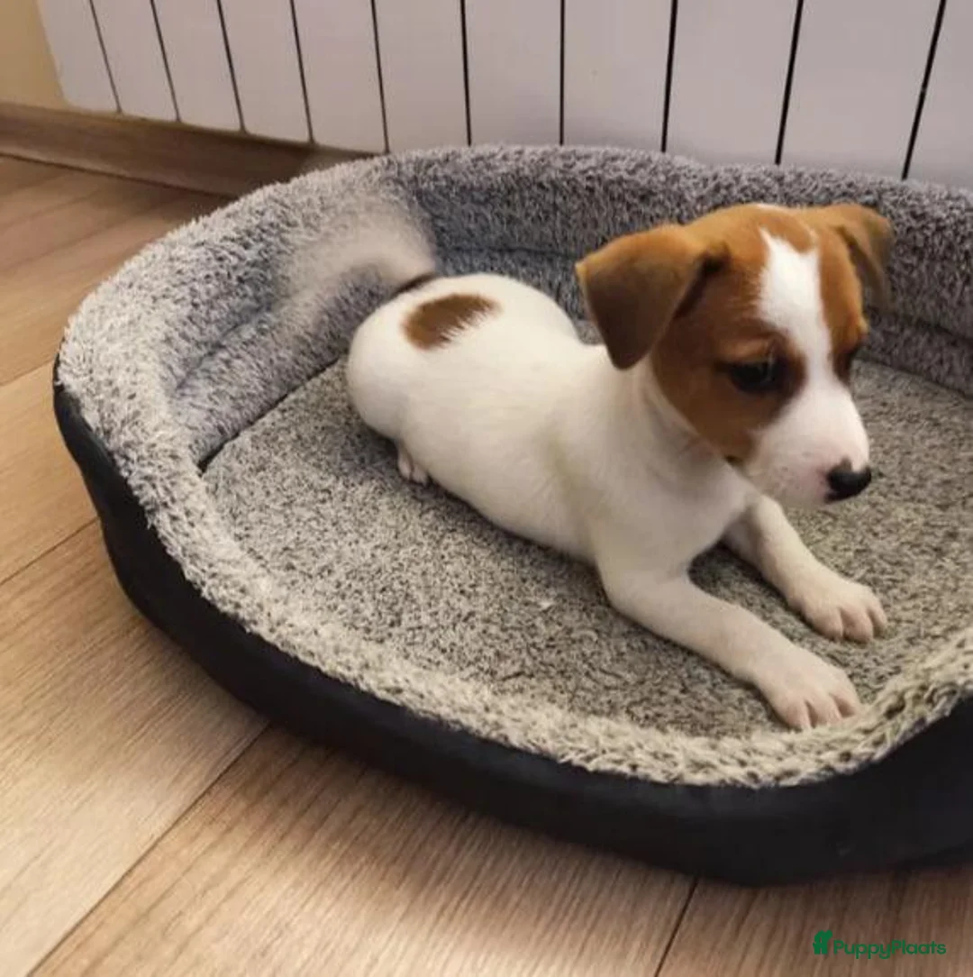 Jack Russel Terriër honden te koop: Jack Russell pups - Advertentie 2