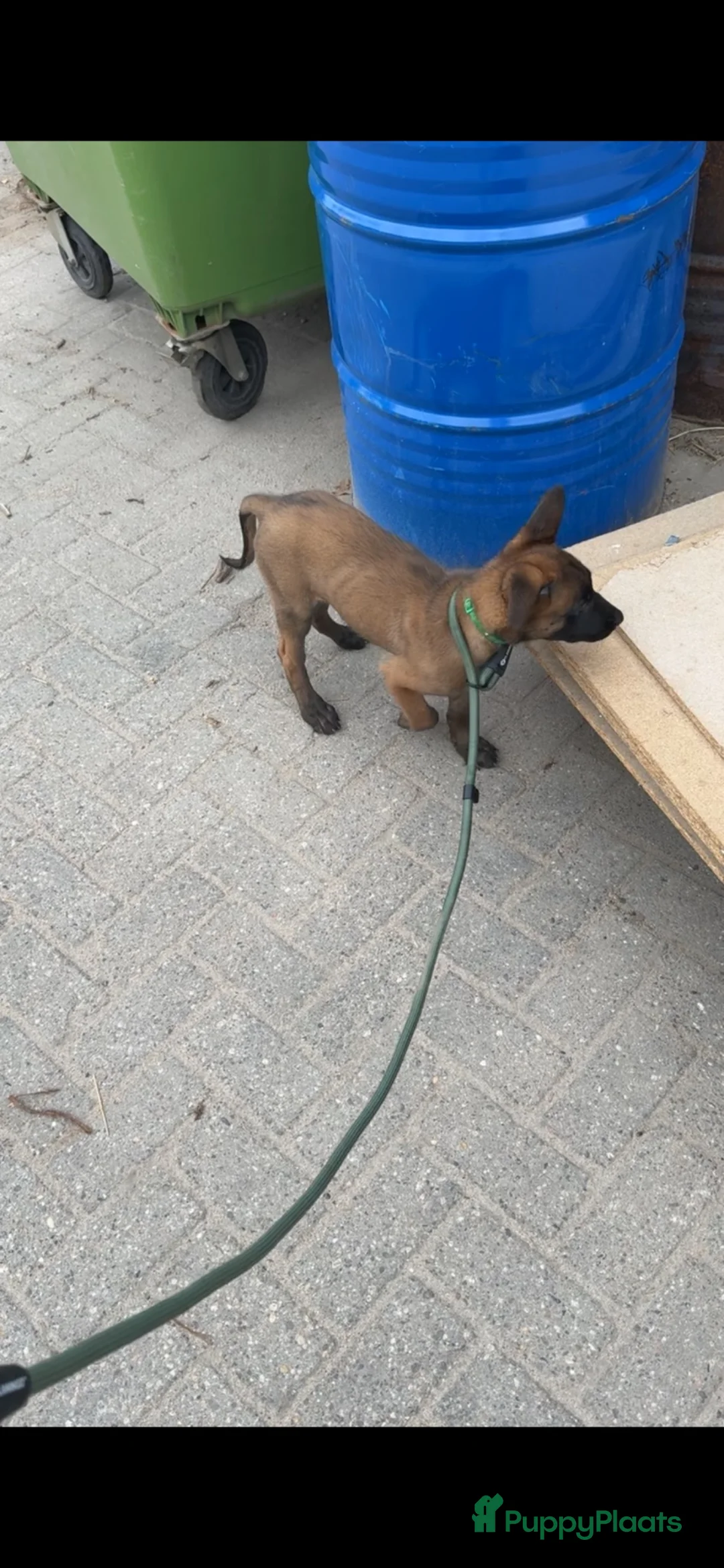 Mechelse Herder honden te koop: Mechelse herder puppy knpv in Scherpenzeel - Advertentie 4