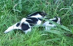 Jack Russel Terriër honden te koop: Lieve ruwharige JACK RUSSELTJES Laagbenig, dď - Afbeelding 2