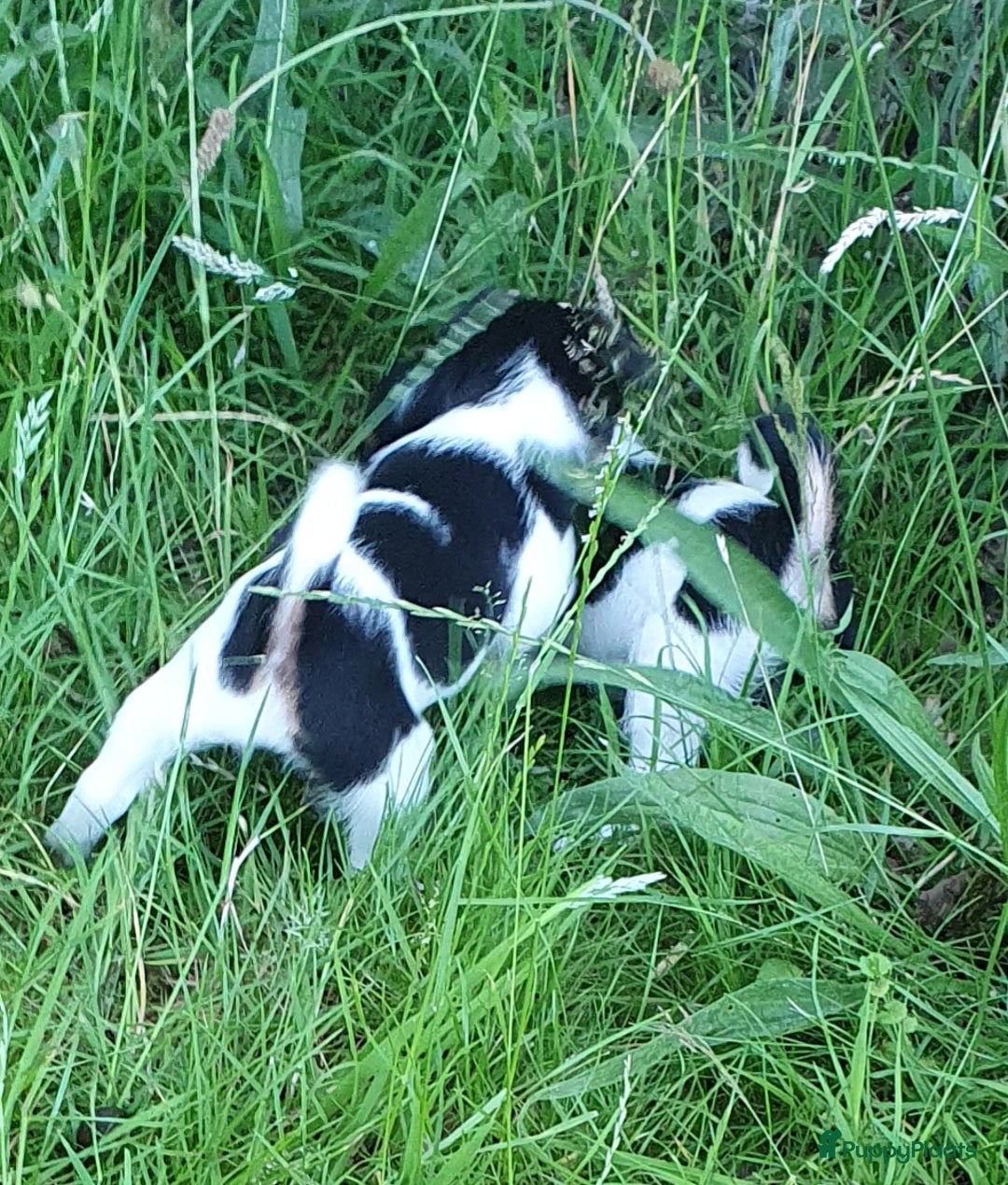 Jack Russel Terriër honden te koop: Lieve ruwharige JACK RUSSELTJES Laagbenig, dď - Afbeelding 2