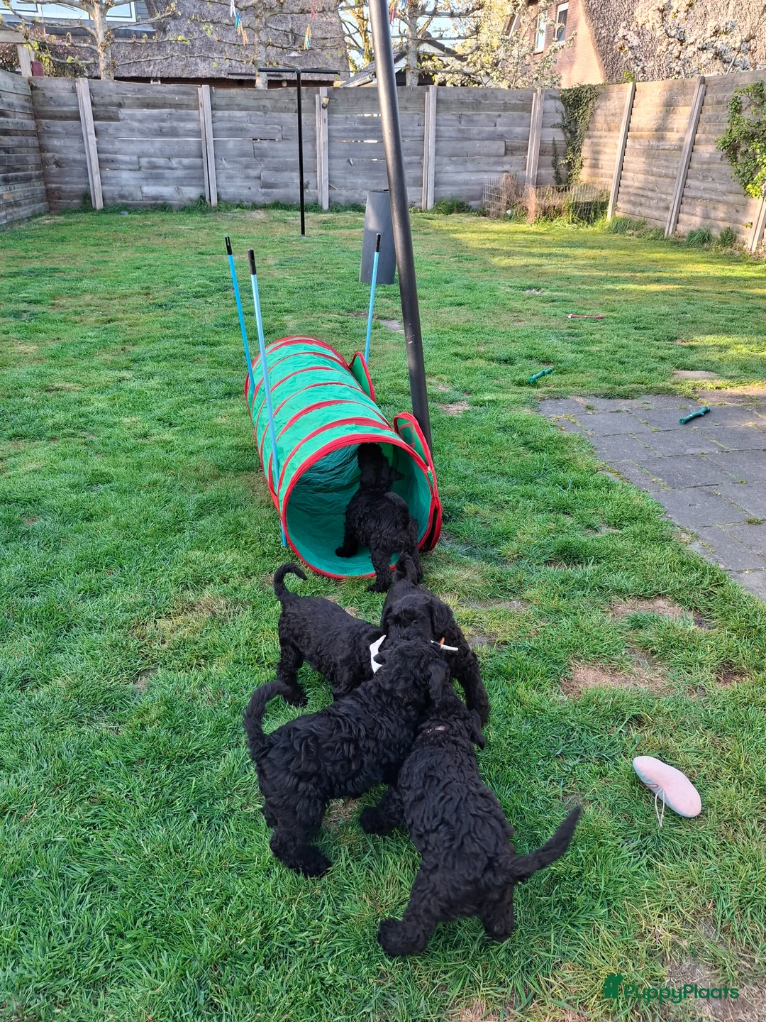 Kerry Blue Terriër honden te koop: Kerry Blue Terrier. Beschikbaar in Odoorn - Advertentie 5