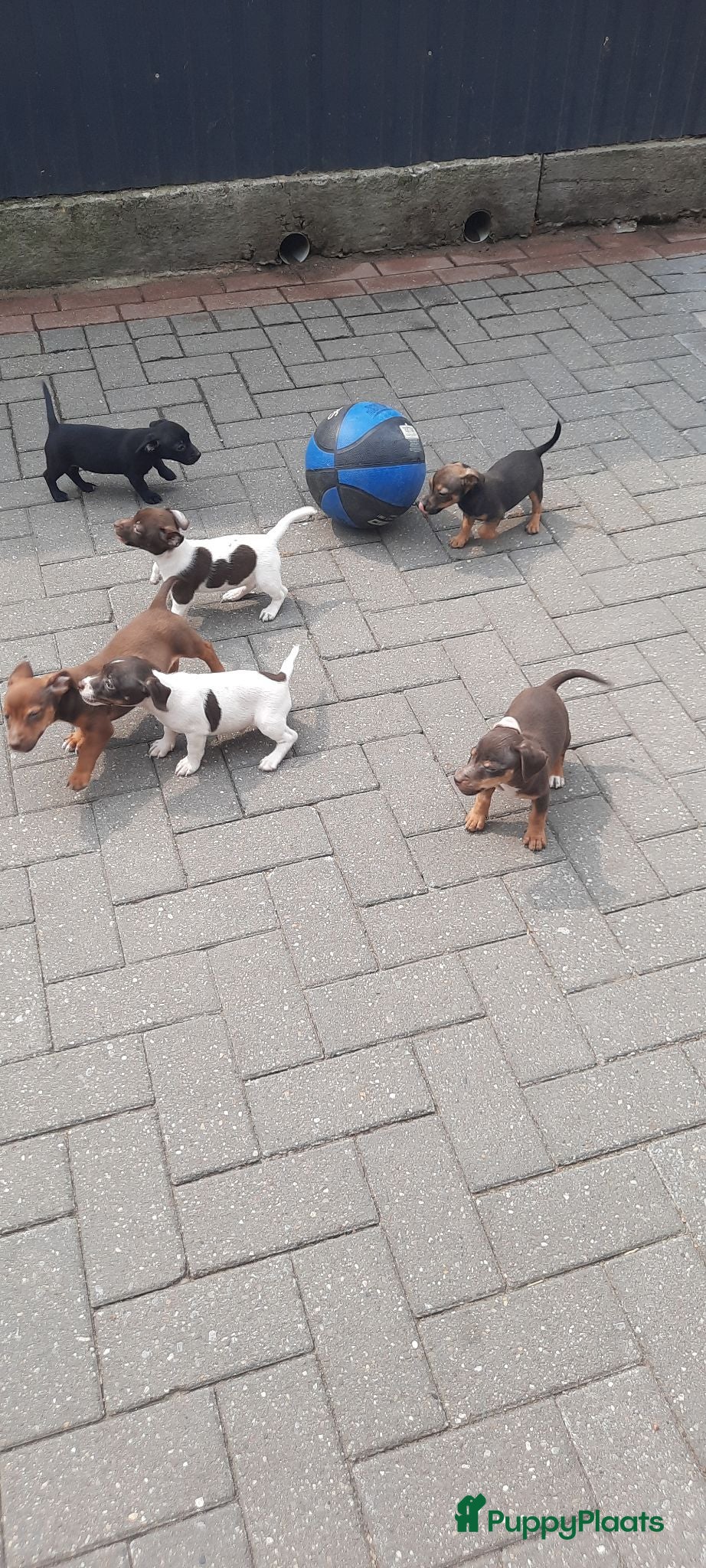 Jack Russel Terriër honden Jack russel pups REUTJES - Advertentie 2