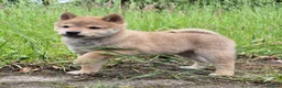 Kruising honden te koop: Shiba inu pups 8 weken (kwart pomeriaan) - Advertentie 15